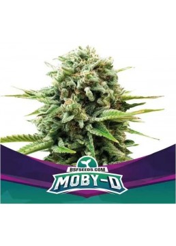 Moby-D 4 Semillas - BSF