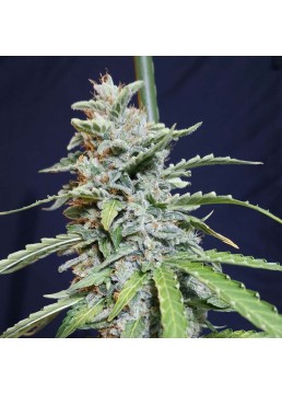 Auto Super Watermelon 3...