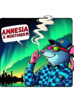 Northern x Amnesia 1...