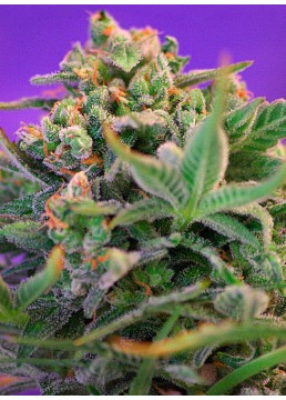 Sweet Cheese F1 3+1...