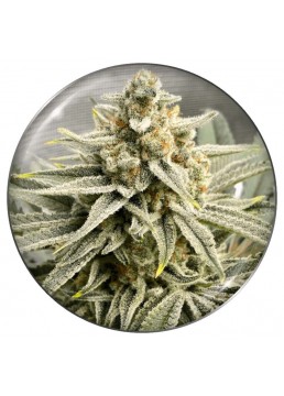 Grape Fuel 3 Semillas (+2...