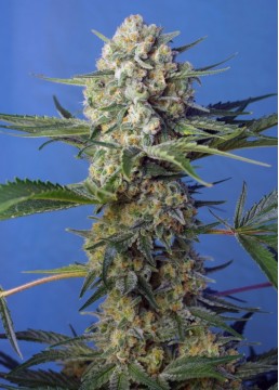 Cristal Candy F1 3+1...