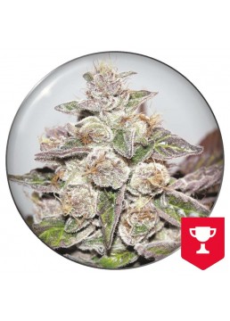 Mendocino Purple Kush 3...