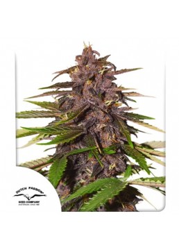 Auto Forbidden Cherry 3...