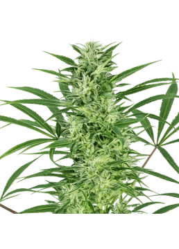 Auto Amnesia 3 Semillas -...