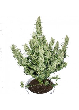 Magnum 3+1 Semillas -...