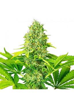 Auto White Widow 3 Semillas...