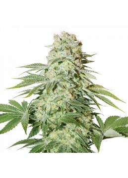 Auto Power Plant 3+1...