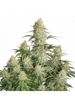 Auto Critical Orange Punch...