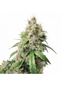 Auto Euforia 3+1 Semillas -...