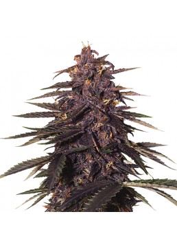 Auto Forbidden Cherry 3...