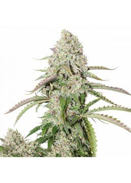 Auto Colorado Cookies 3...