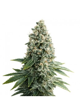 Auto Tutankhamon 3+1...