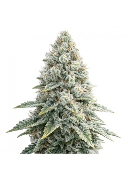 Auto White Widow 3+1...