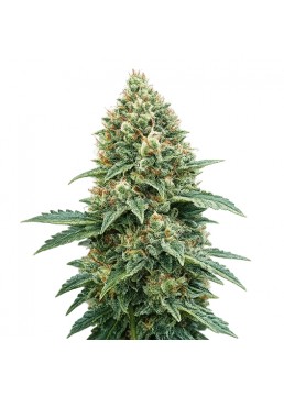 Auto Gorilla Glue 1 Semilla...