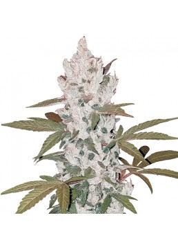 Auto Girl Scout Cookies 1...