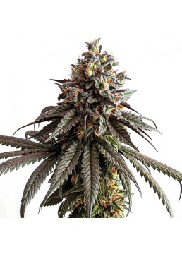 Gelato 1 Semilla - Semillas...