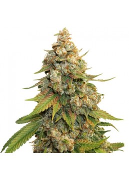 Lemon OG 1 Semilla -...