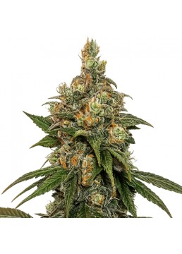 White Fire OG 1 Semilla -...