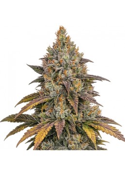 Double OG Haze 3+1 Semillas...