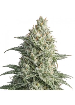 Super OG Kush 3+1 Semillas...