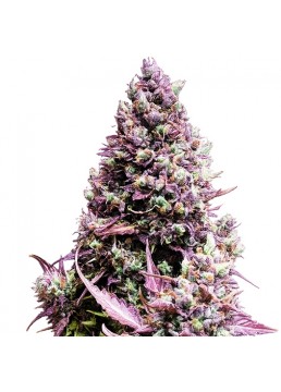 Auto Cream Caramel 3+1...