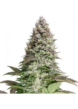 Black Jack 3+1 Semillas -...