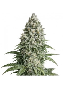 Tutankhamon 3+1 Semillas -...