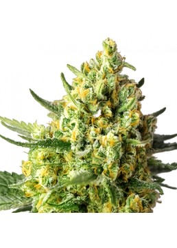 Auto Crystal Candy XL 3+1...