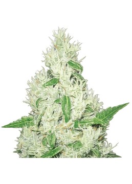 Y Griega 3 Semillas (+2...