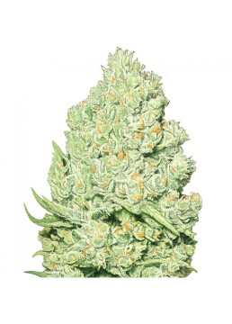 Channel + 3 Semillas (+2...