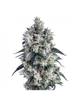 Buddha Cookie 3+1 Semillas...