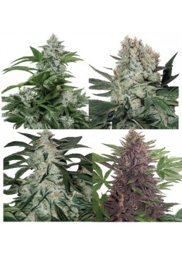 Assorted Mix 10 Semillas -...