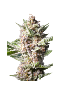 Purple Punch OG 3+1...