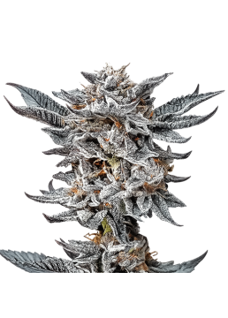 Gorilla Glue 4 GK 4...