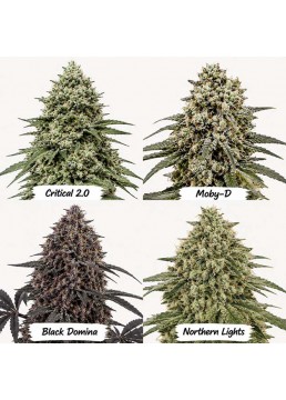 Automix Dealer Deal XXL 12...