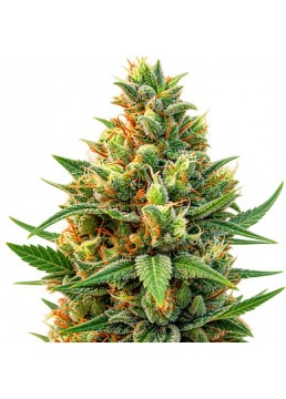 Pineapple Rime Lime 4...