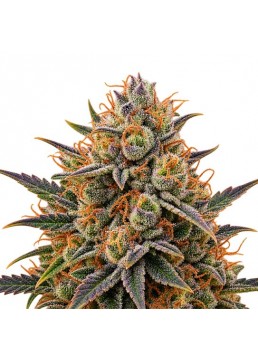 Auto Anesthesia 3+1...