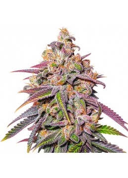 Mendocino Channel Kush 3...
