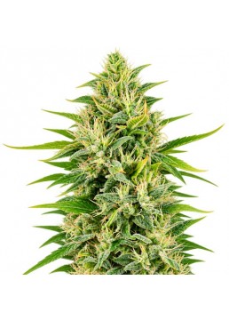 Auto Skunk 3+1 Semillas -...