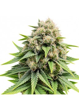 Delirium Moby XL Fast...