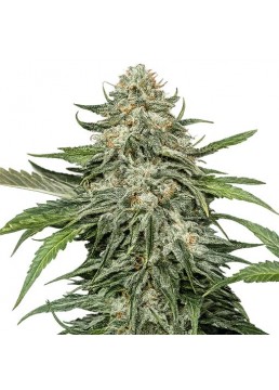 Auto Moby Dick XL 1 Semilla...