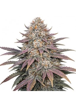 Auto Mimosa 1 Semilla -...