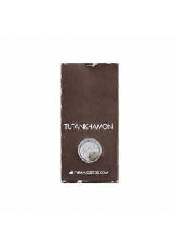Tutankhamon 1 Semilla -...