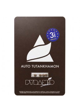 Auto Tutankhamon 3+1...