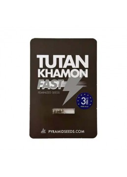 Tutankhamon Fast Versión...