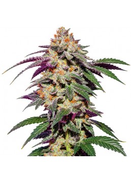 Skywalker Haze 3 Semillas -...