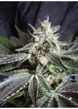 Black Jack 3+1 Semillas -...