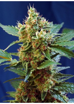Auto Cream Mandarine XL 3+1...