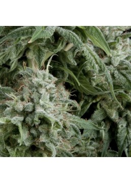 Auto Northern Lights 3+1...